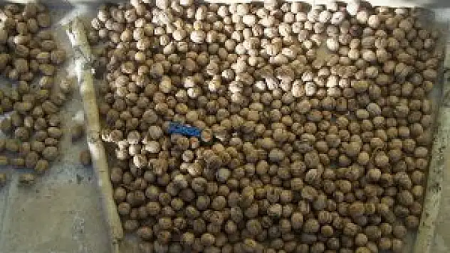 Cevizde rekolte düştü fiyatlar yükseldi