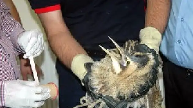 Yaralı bulunan İran Balıkçıl kuşu tedavi edildi