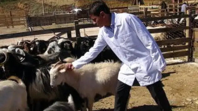 Çanakkale'de mavi dil hastalığı