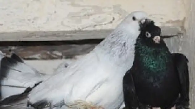 Ata yadigarı güzellik