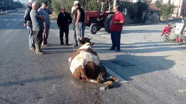 Hafriyat kamyonu yola çıkan ineğe çarptı