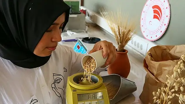 İnsan tüketimine özel yerli yulaf geliyor