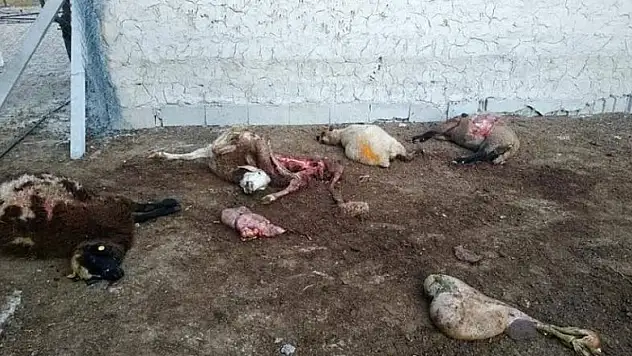 Karapınar'da kutların saldırdığı 4 koyun telef oldu