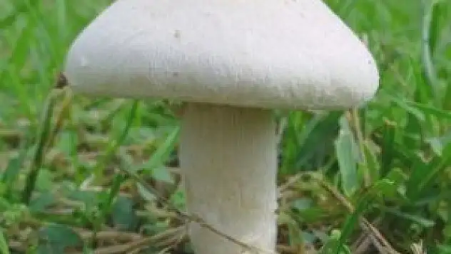 Beyşehir'de 2 kişi mantardan zehirlendi