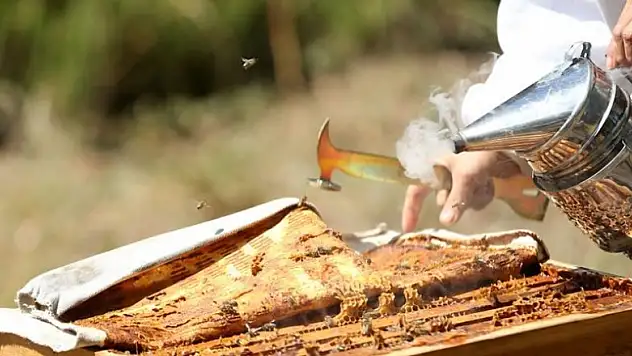 Arı zehri alternatif gelir kapısı olacak