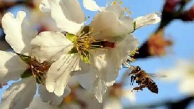 Bal arıları elektro sensörlerle yol belirliyor