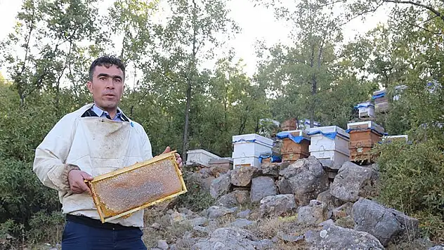 Hadim'de bal hasatına başlandı