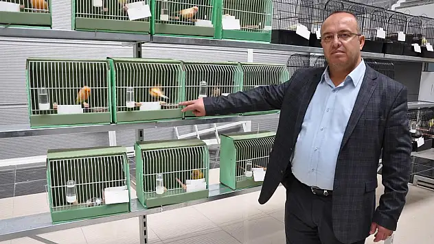 Kanaryalar madalya için yarışıyor