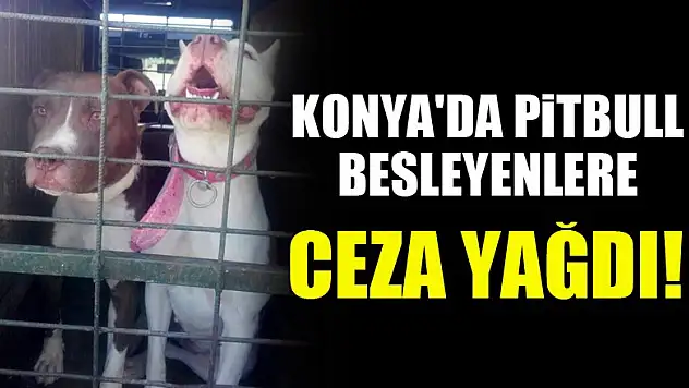 Konya'da pitbull besleyenlere ceza yağdı!