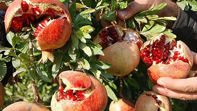 Narın kabuğu suyundan daha şifalı