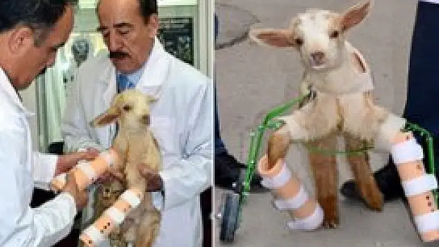 Felçli oğlağa protez taktılar