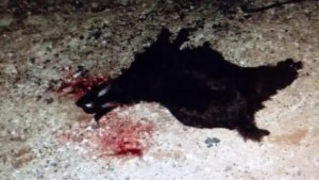 Kazada telef olan keçilerini yoldan kaldırırken minibüs çarptı