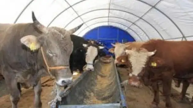 Kırmızı et neden zamlandı?