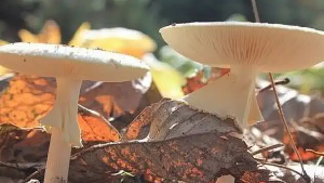 Mantar zehirlenmelerinde dikkat çeken artış