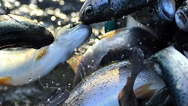 AB ile alabalıkta antidamping 'pazarlığı'