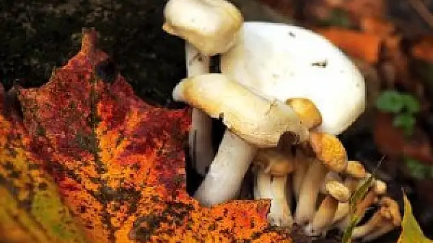 Zehirli mantarlar için ormanlara ikaz tabelaları