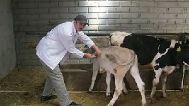 Beyşehir'de büyükbaş hayvanlara şap aşısı