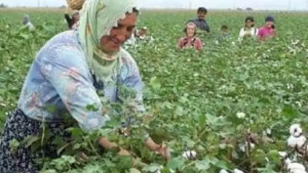 Ege'de 160 bin tonluk pamuk bekleniyor