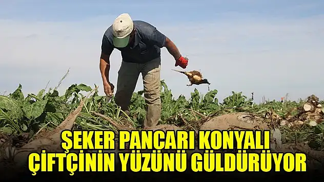 Şeker pancarı Konyalı çiftçinin yüzünü güldürüyor