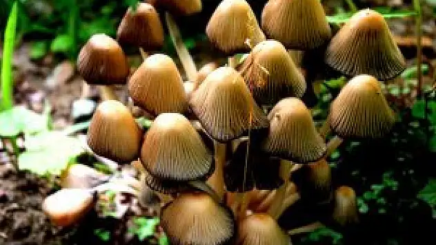 Mantarın masumu olmaz -ÖZEL HABER-