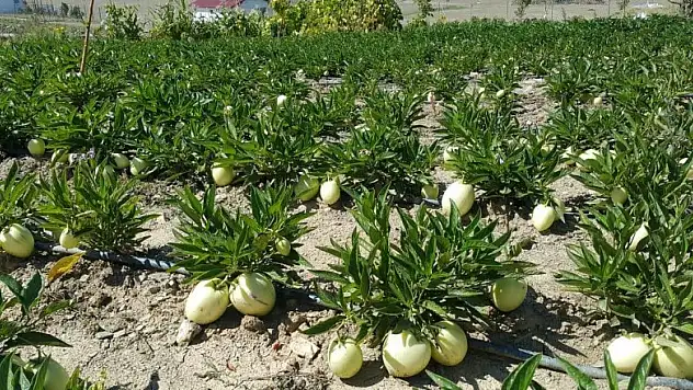 Torosların eteğinde pepino hasadı