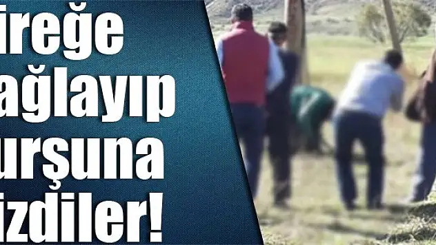 Direğe bağlayıp kurşuna dizdiler!