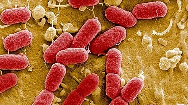 Beyin tümörünü yok etmek için kök hücre kullanıldı