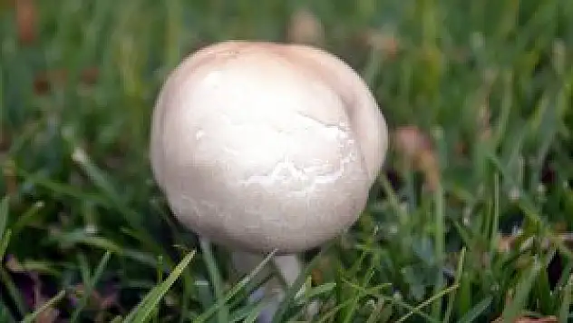 Belirtiler geç ortaya çıkıyor