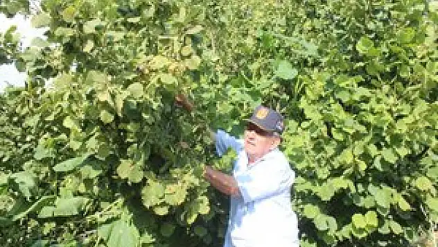 Beyşehir'de fındık üretimi yaygınlaşıyor