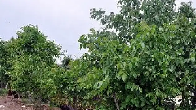 Ceviz ağacı güvence altına alınıyor