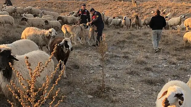 Konya'da kaybolan koyun sürüsünü jandarma buldu