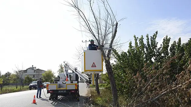 Meram'da anıt ağıçların bakımı yapılıyor
