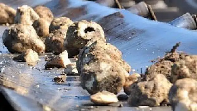 Şeker pancarı 'yeni kan' olabilir