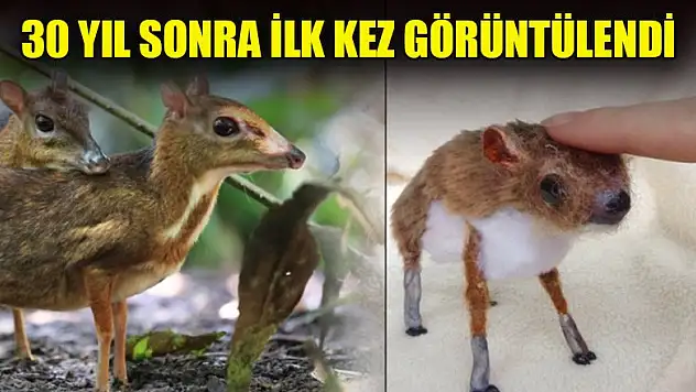 30 yıl sonra ilk kez görüntülendi
