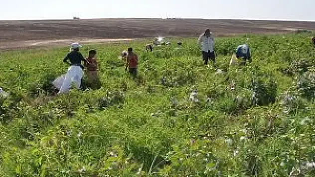 Mevsimlik işçilerin sorunları için komisyon kuruluyor