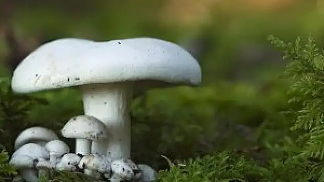 Mantar zehirlenmeleri 5 kat arttı