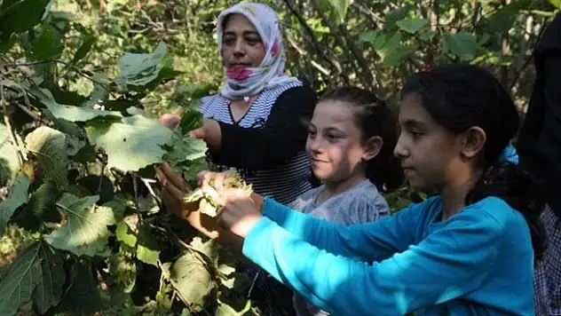 Mağdur çiftçiye 500 milyon TL destek