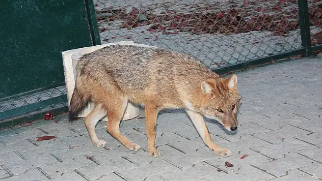 Babun ve Çakal Karatay hayvanat bahçesine katıldı