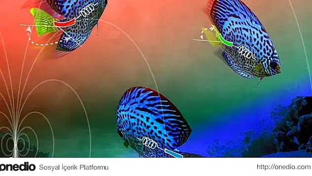 Hareketi 'Hatırlayabilen' Yapay Kas Geliştirildi