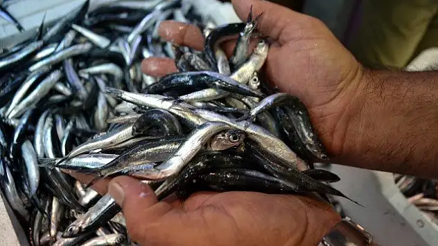 Ağlar doldu hamsi ucuzladı