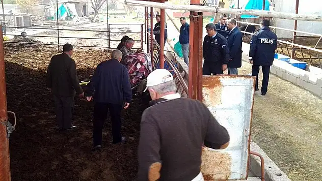 Konya'da dananın teptiği yaşlı adam öldü