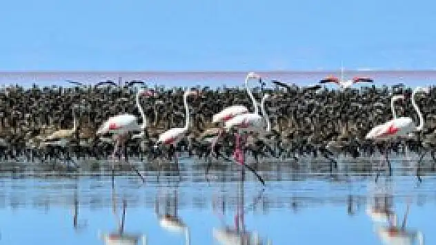Tuz Gölü'nde rekor