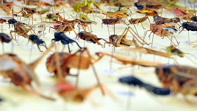 Böceklerin navigasyonu Samanyolu