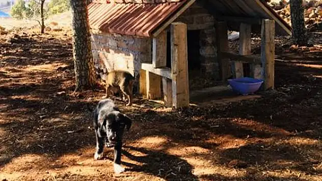 Konya'da yavru köpekler için yuva yapıldı