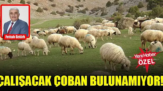 Çalışacak çoban bulunamıyor