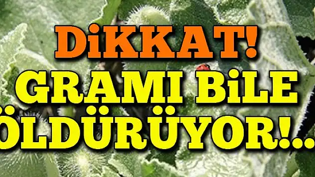 Canını seven ''acı kavun''a dikkat etsin