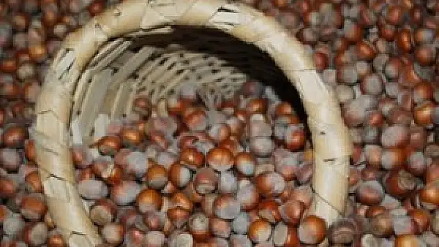 Fındık kabuğu şifa olacak