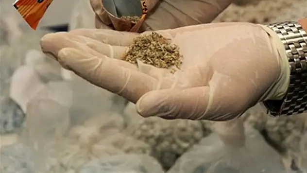 Baba-oğul bonzai ile yakalandı