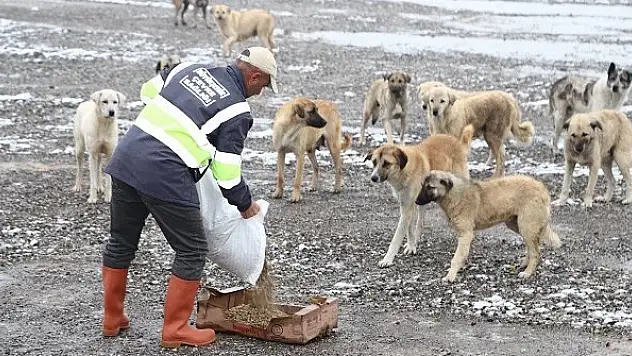 Sahipsiz hayvanlara düzenli olarak yiyecek bırakılıyor
