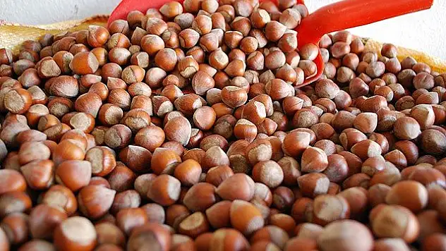 Kansere bu kabuk şifa olacak!